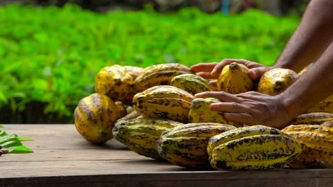 Cocoa beans and cocoa pod on a wooden surface. Stock Footage 100432766
