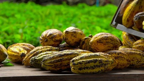 Cocoa beans and cocoa pod on a wooden surface. Stock Footage 100432852