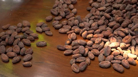 Cocoa beans and cocoa pod on a wooden surface. Stock Footage 101507124
