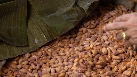 Cocoa beans and cocoa pod on a wooden surface. Stock Footage 101509697