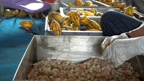 Cocoa beans and cocoa pod on a wooden surface. Stock Footage 101510167
