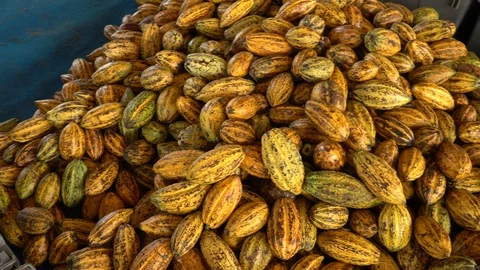 Cocoa beans and cocoa pod on a wooden surface. Stock Footage 102428827