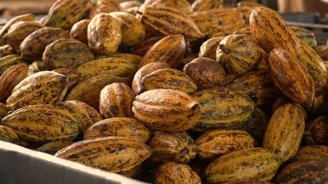Cocoa beans and cocoa pod on a wooden surface. Stock Footage 102433136