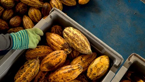 Cocoa beans and cocoa pod on a wooden surface. Stock Footage 103131912