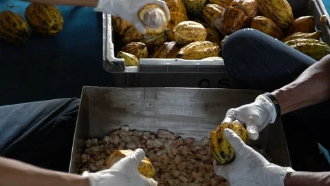 Cocoa beans and cocoa pod on a wooden surface. Stock Footage 103131915