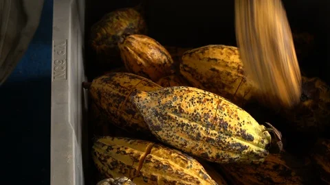 Cocoa beans and cocoa pod on a wooden surface. Stock Footage 103134782