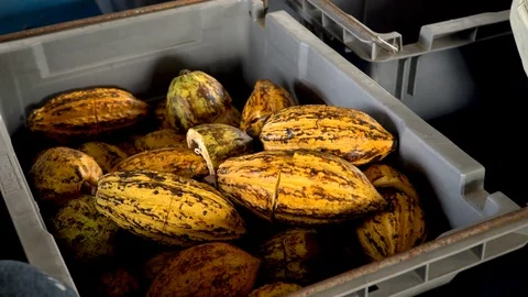 Cocoa beans and cocoa pod on a wooden surface. Stock Footage 104579515