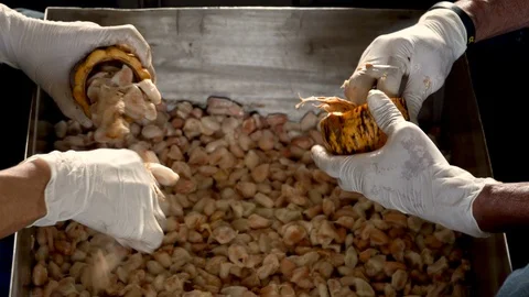 Cocoa beans and cocoa pod on a wooden surface. Stock Footage 104582086