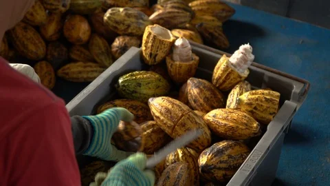 Cocoa beans and cocoa pod on a wooden surface. Stock Footage 104583761