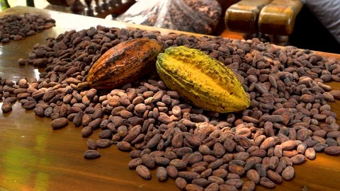 Cocoa beans and cocoa pod on a wooden surface. Stock Footage 104597698