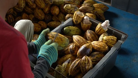 Cocoa beans and cocoa pod on a wooden surface. Stock Footage 105988913