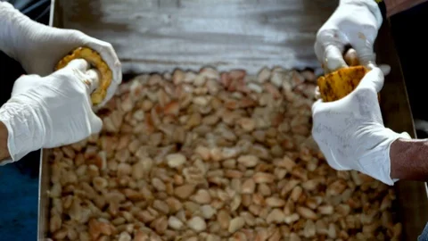 Cocoa beans and cocoa pod on a wooden surface. Stock Footage 105991558