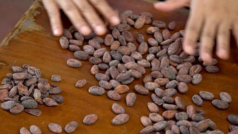 Cocoa beans and cocoa pod on a wooden surface. Stock Footage 107854897