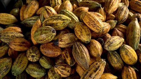 Cocoa beans and cocoa pod on a wooden surface Stock Footage 112362349