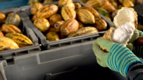 Cocoa beans and cocoa pod on a wooden surface. Stock-Footage 113353771
