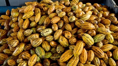 Cocoa beans and cocoa pod on a wooden surface. Stock Footage 113969936