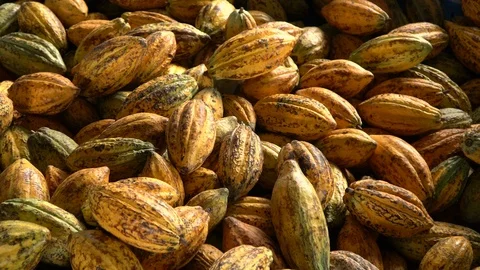 Cocoa beans and cocoa pod on a wooden surface. Stock Footage 113970171