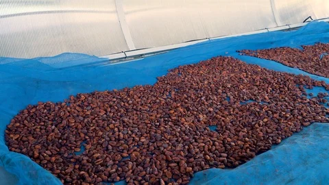 Cocoa beans and cocoa pod on a wooden surface. Stock Footage 117333473