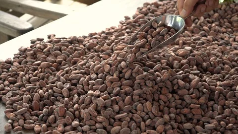 Cocoa beans and cocoa pod on a wooden surface. Stock Footage 120551400