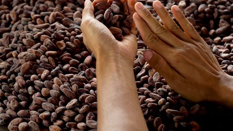 Cocoa beans and cocoa pod on a wooden surface. Stock Footage 120551613