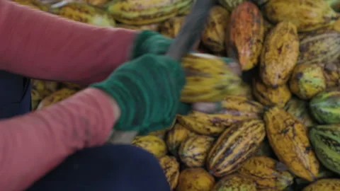 Cocoa beans and cocoa pod on a wooden surface. Stock Footage 252962313