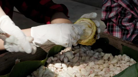 Cocoa beans and cocoa pod on a wooden surface. Stock Footage 298144563