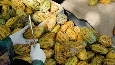 Cocoa beans and cocoa pod on a wooden surface. Video stock 308692128