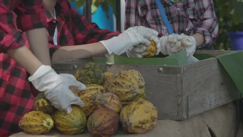 Cocoa beans and cocoa pod on a wooden surface. Stock Footage 308692547