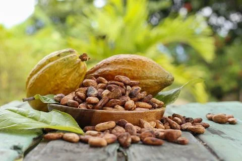 Cocoa beans and fruits - Theobroma cacao L. image, close-up image Stock Photos