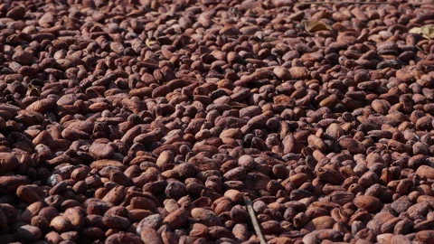Cocoa beans are harvested by farmers and dried in the sun Video stock 168064853
