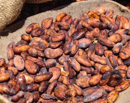 Cocoa beans to be sorted Stock Photos