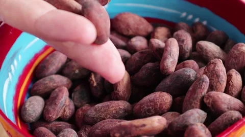 Cocoa beans close-up Stock Footage 152215453