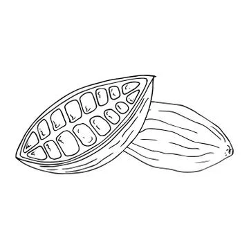 Cocoa beans. Cut fruit of cocoa tree. Stock Illustration