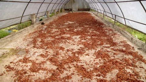 Cocoa Beans Drying in Greenhouse Structure on Concrete Floor, Hato Mayor Stock Footage 310870979