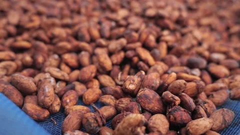 Cocoa beans drying process by sun light. Stock-Footage 171093950