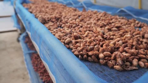 Cocoa beans drying process by sun light. Video stock 187636200