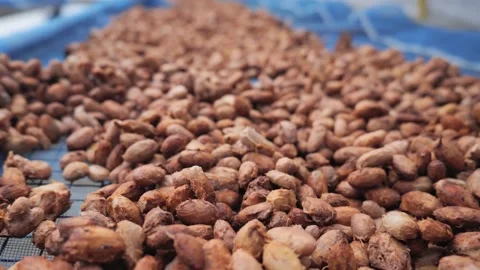 Cocoa beans drying process by sun light. Video stock 196663565