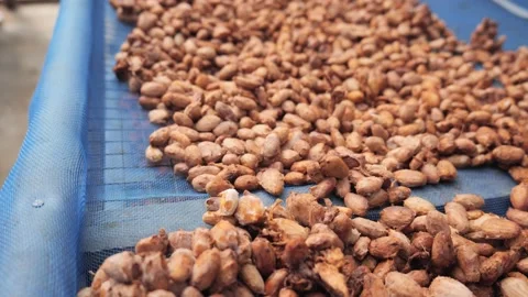 Cocoa beans drying process by sun light. Video stock 202259957