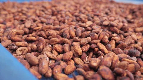 Cocoa beans drying process by sun light. Stock Footage 236821077