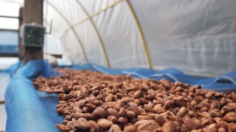 Cocoa beans drying process by sunlight in the seed solar dryer greenhouse. Stock Footage 171093949