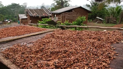 Cocoa beans drying on raised bamboo racks in a rural Ghanaian village, Видео 331080568