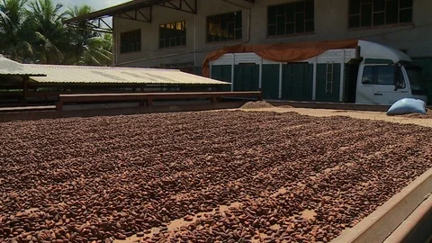 Cocoa Beans Drying In Rows , El Ceibo, Bolivia Stock Footage 110294483