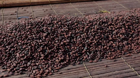 Cocoa Beans Drying in the Sun on Bamboo Mat in Ghana Video stock 346003013