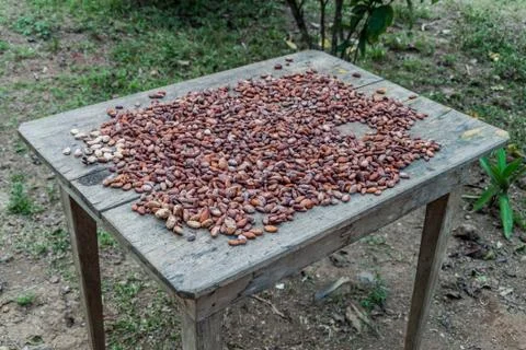 Cocoa beans drying in the sun Stock Photos
