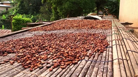 Cocoa beans drying in the sun on raised bamboo mats at a rural farm in Ghana Stock Footage 331090736