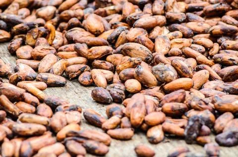 Cocoa beans drying under the sunlight Stock Photos