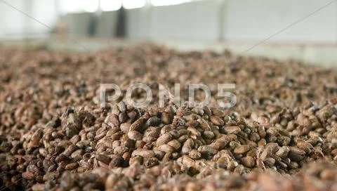 Cocoa beans in ecuador Stock Photos