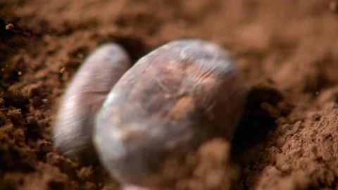 Cocoa beans fall on cocoa powder in slow motion. Macro. Stock Footage 128972392