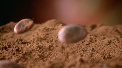 Cocoa beans fall on cocoa powder in slow motion. Stock Footage 128974489