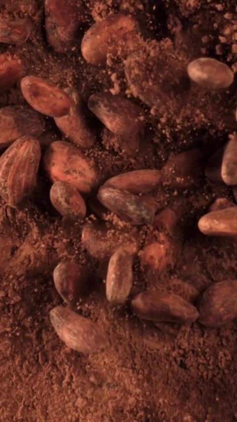 Cocoa beans fall on cocoa powder. Filmed on a high-speed camera at 1000 fps Stock Footage 335384884